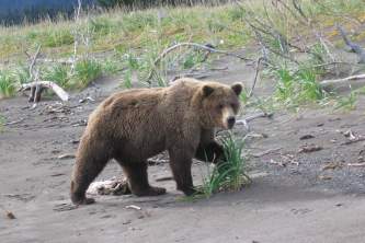 Kenai soldotna bear viewing Alaska Channel