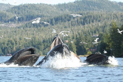Ketchikan alaska susan hoyt