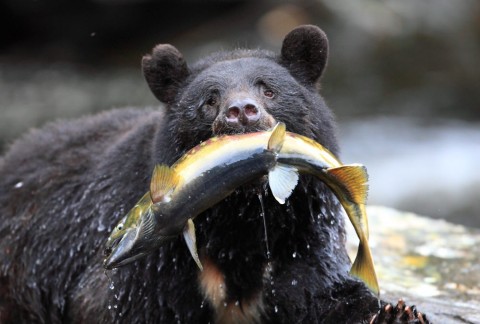 See black bears fishing for salmon