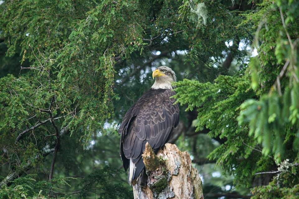 Bald Eagle perched in a spruce tree in Ketchikan Alaska