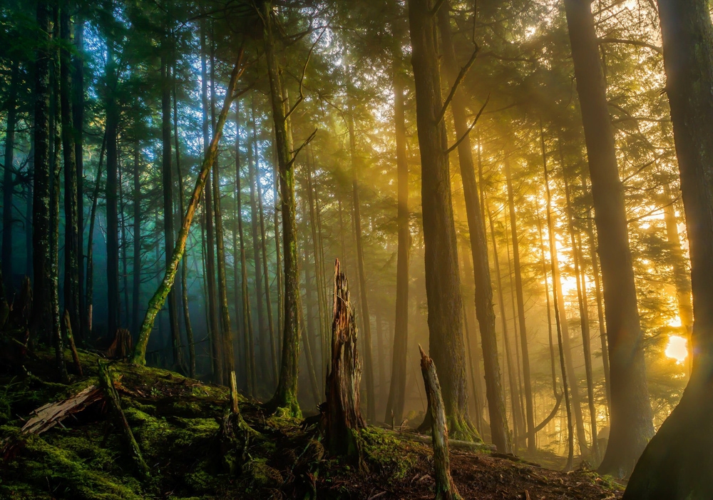 Lush forests of Ketchikan. Photo by Carlos Rojas