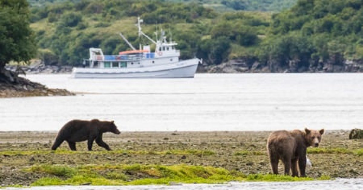 kodiak bear viewing tours