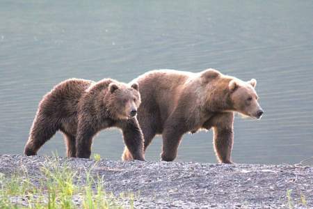 Alaska brown bears at north fraser alaska org deborah bower Deborah Bower public use cabins