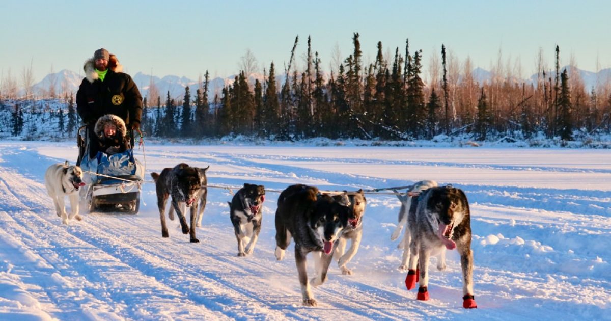 Palmer / Wasilla Area Dog Sledding