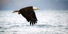 Alaska trip ideas seward Eagle Seward ressurection bay susan lee Susan Lee eagle viewing spots