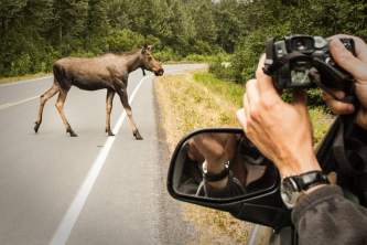 Seward wildlife viewing Alaska Channel