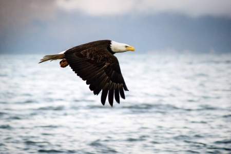 Alaska trip ideas seward Eagle Seward ressurection bay susan lee Susan Lee eagle viewing spots