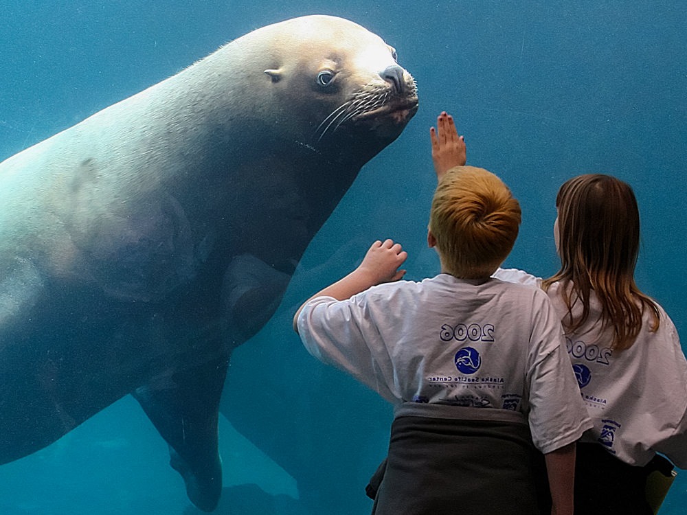 Visit the Alaska SeaLife Center to see Alaska's marine animals up close