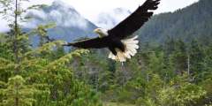 Things to do in sitkawild eagle release