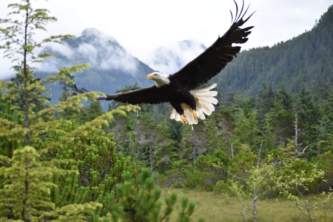 Sitka wildlife parks wild eagle release