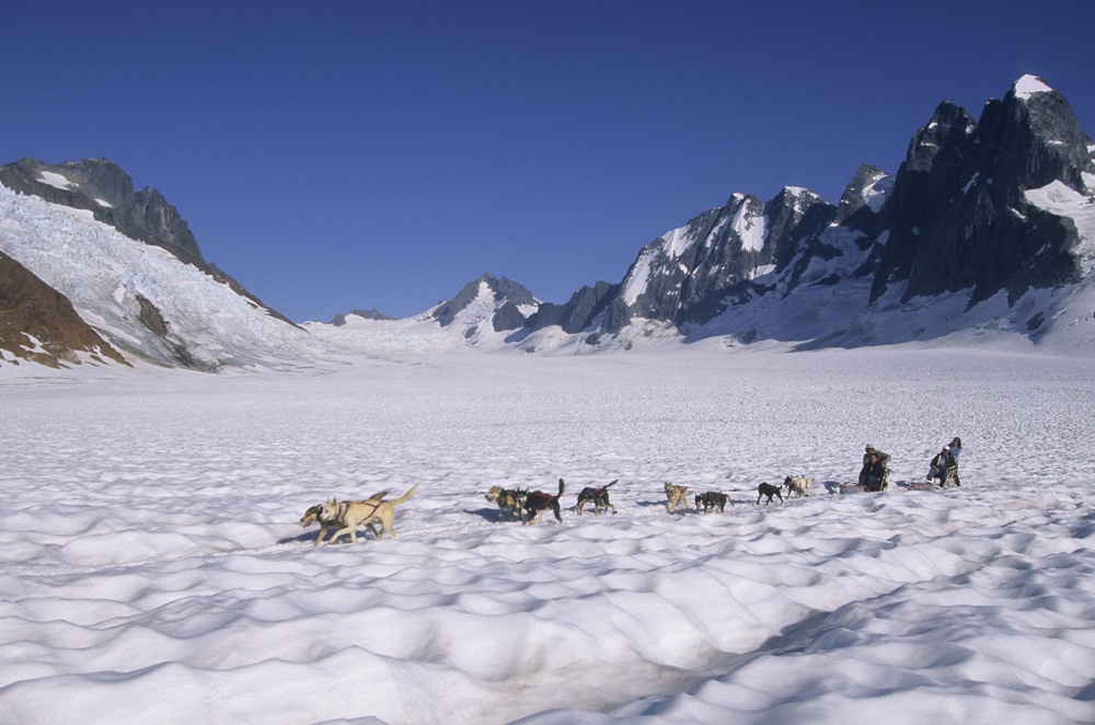 Experience the winter sport of dog mushing in Alaska