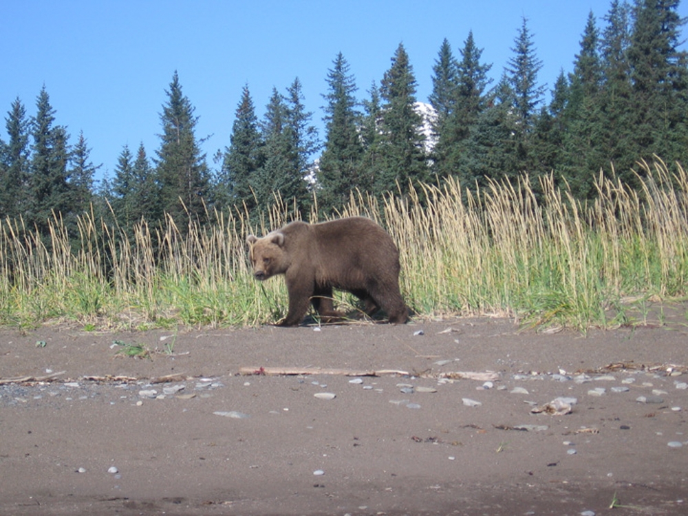 Natron Air help you see bears in their natural habitat and is easily one of the most thrilling experiences in Alaska