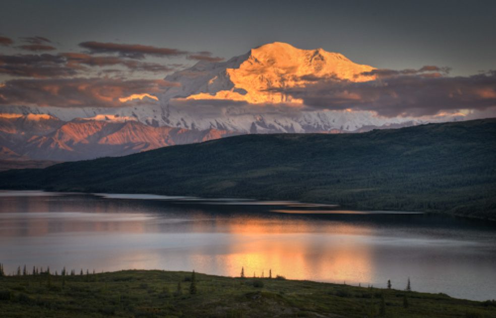 are dogs allowed in denali national park