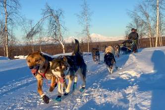 Talkeetna dog mushing tourstalkeetna day tours thumbnailsalaska org untitled
