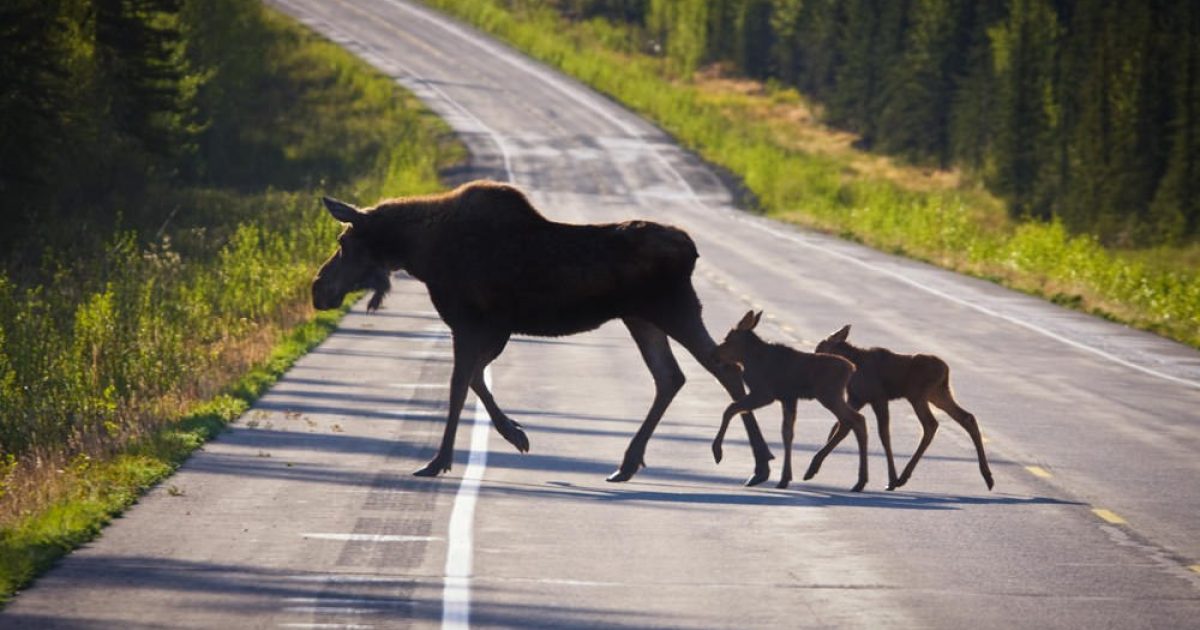 Tok Best Things to See & Do in Tok, Alaska