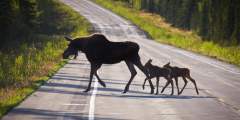 Tok alaska akphotograph com