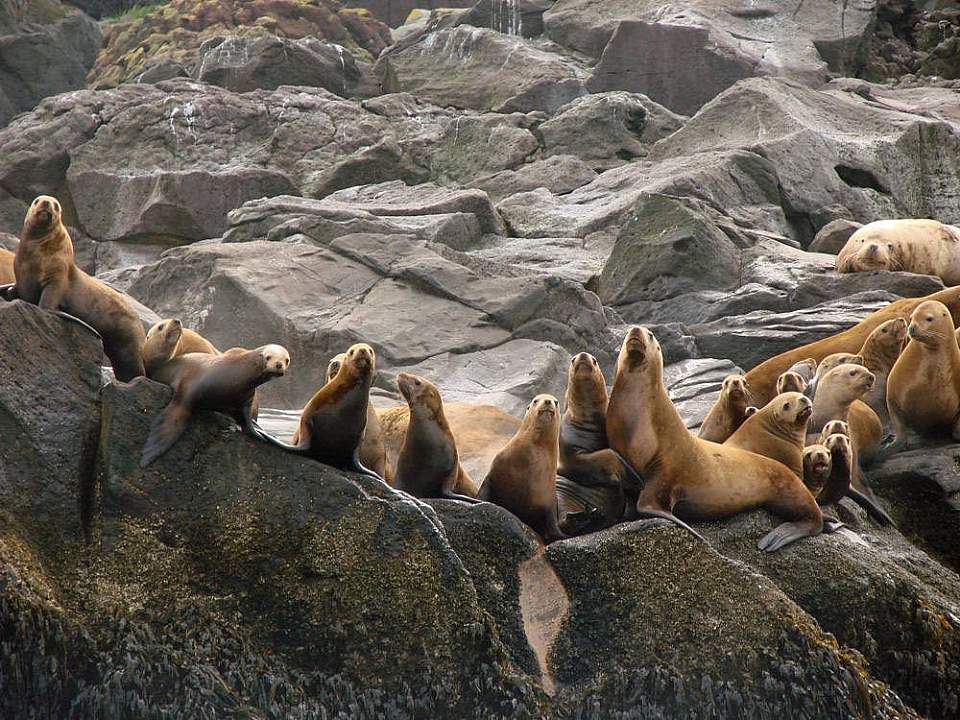 The waters of Unalaska are rich with wildlife viewing opportunities
