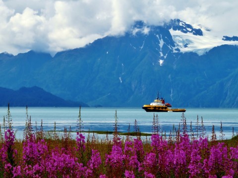 Valdez alaska fireweed