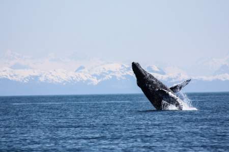 Alaska trip ideas whittier prince william sound humpback kyle lutz Kyle Lutz whittier