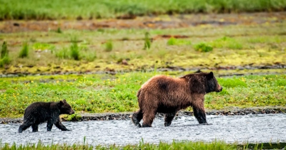 Alaska Bear Facts & Trivia