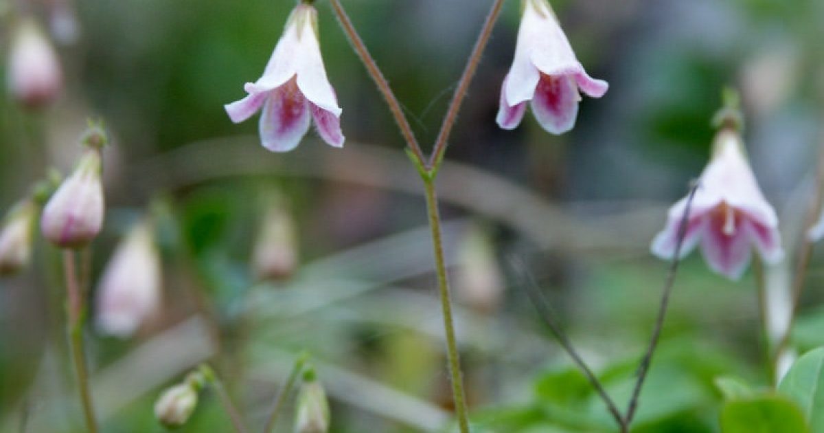 Twin Flower | ALASKA.ORG