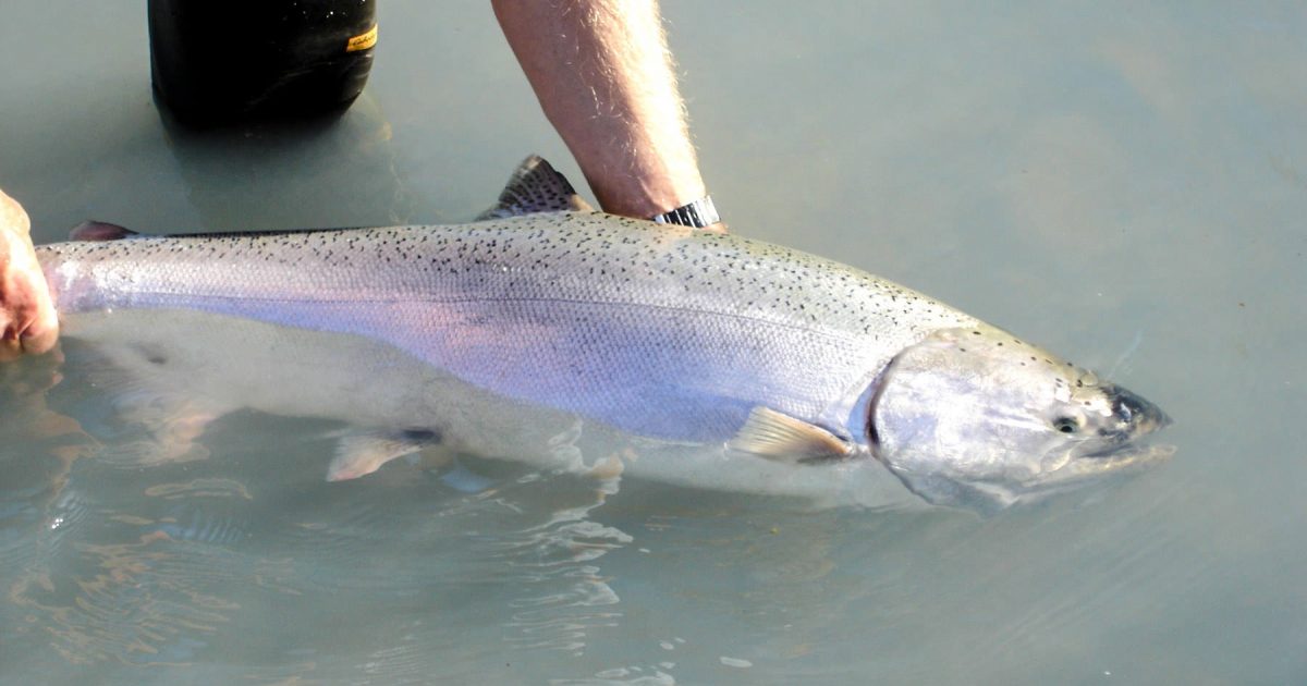 Alaska Salmon Fishing Techniques
