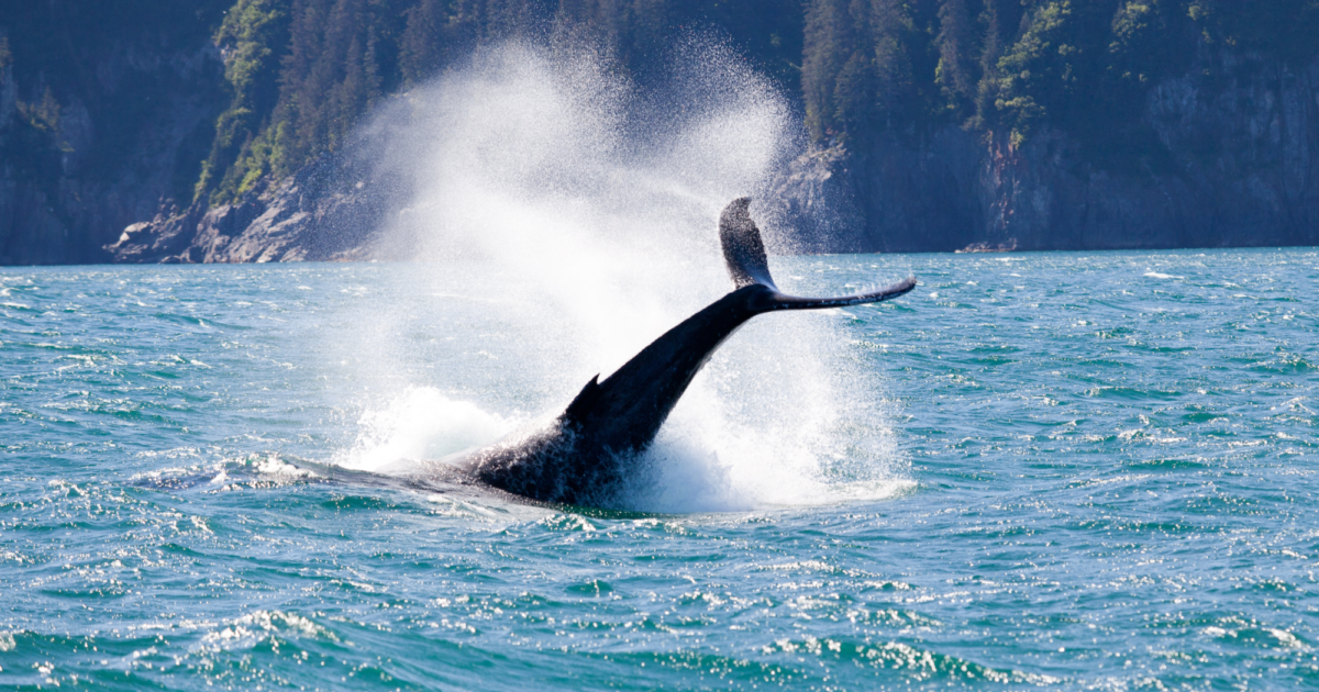 7 Day Anchorage, Whittier, Talkeetna, & Denali for… | ALASKA.ORG