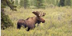 Denali moose