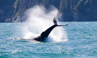 Whale