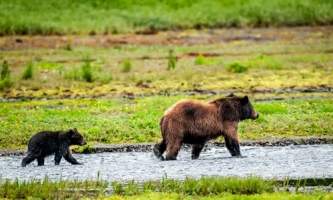 Alaska Bear Facts mir515