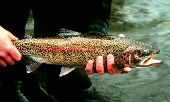 Fishing for Grayling and Trout rainbow trout 2 o1647d