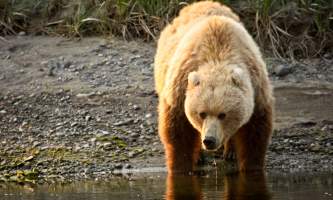 How to Identify Alaska s Bears Coastal Brown Bear o1649l