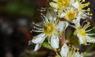 Lichens partridgefoot wikimedia peuh83