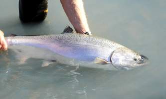 The Basics of Salmon Fishing Sportfishing on the Kenai River KJ 300 o1640a