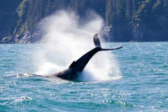 Whale