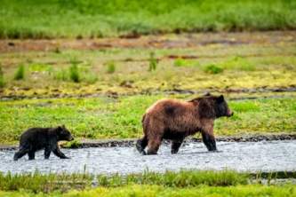 Alaska Bear Facts mir515