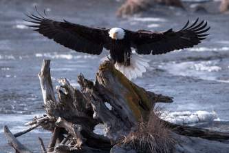 Birding Locations turnagain arm dennis mc afee potters marsh pa9sxd