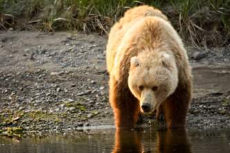 How to Identify Alaska s Bears Coastal Brown Bear o1649l