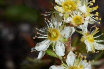 Lichens partridgefoot wikimedia peuh83