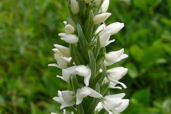 Lichens white bog orchid wikimedia commons peuisr