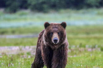 Sitka Expeditions C0 DD79 E8 57 FC 40 B4 8 A6 E 93 A57 E8700 D1 Parker White