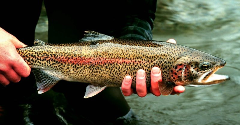 BIG rainbow trout stocked in several southeast Idaho fisheries