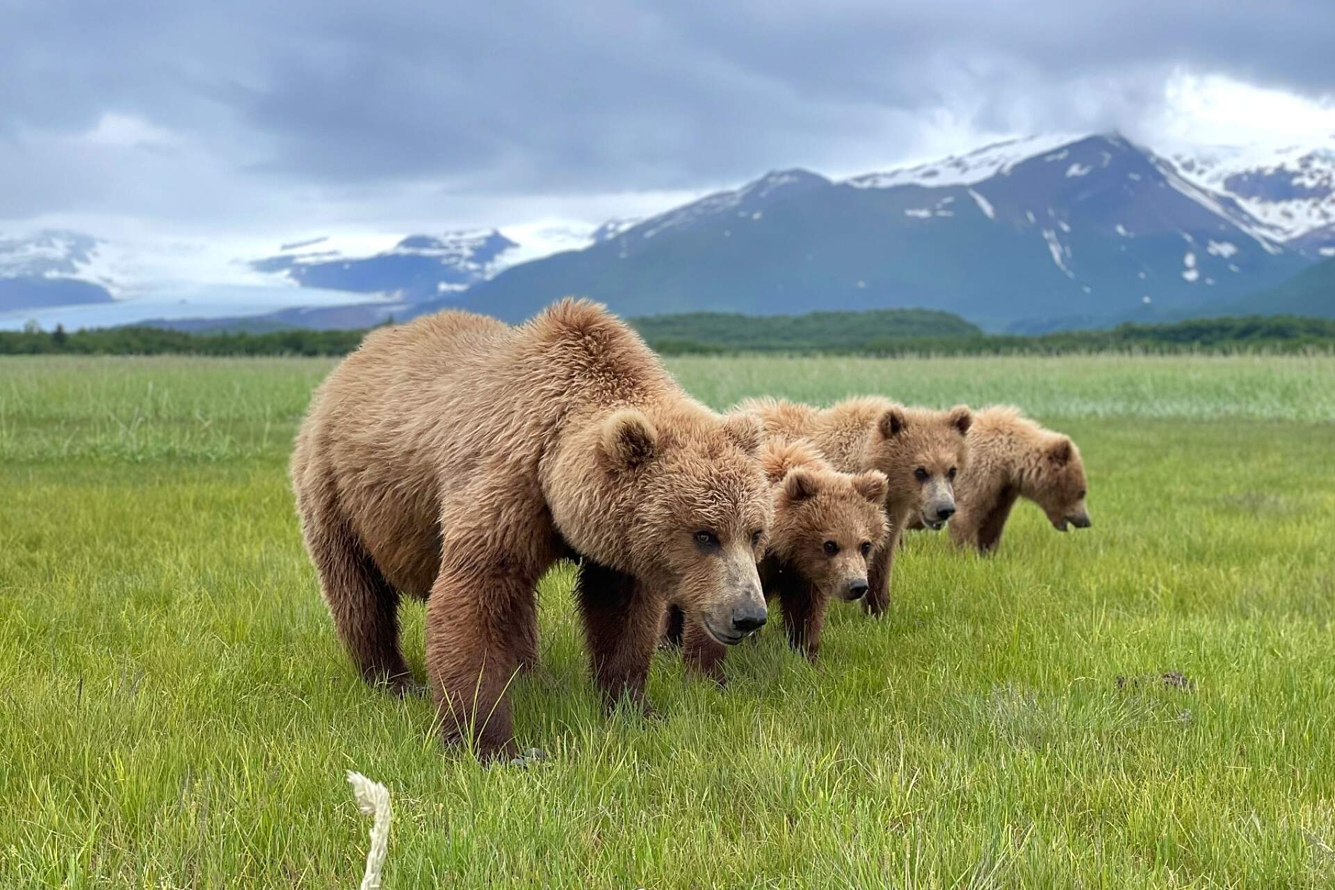 Bear with cubs standing in a line in a meadow in Alaska.