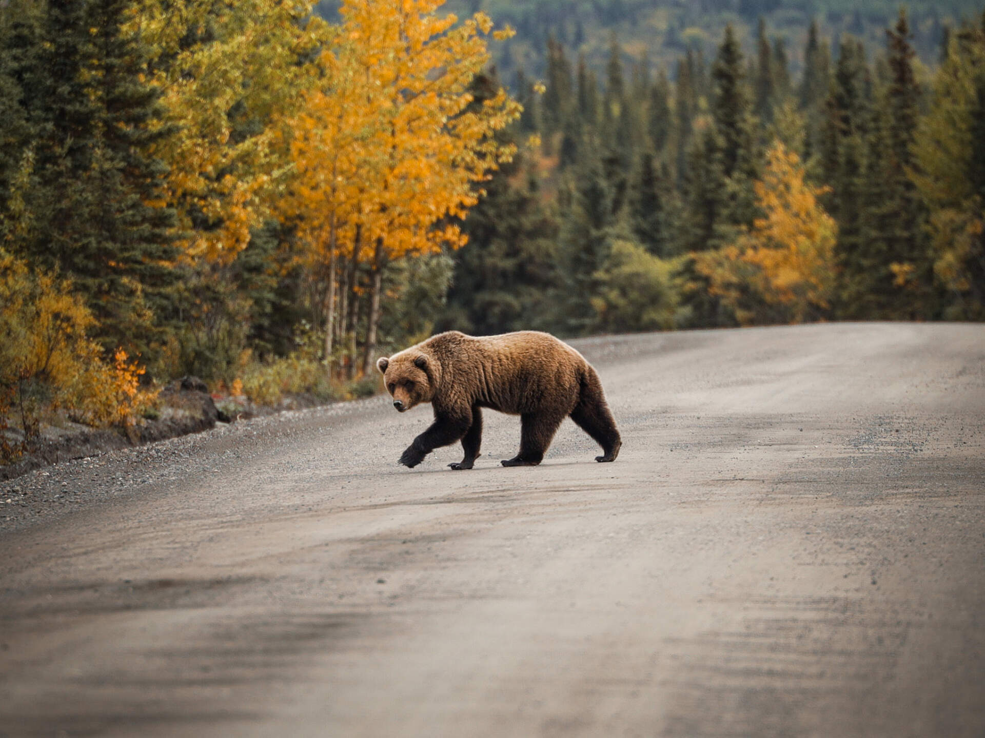 Brown bear crossing the street in Denali Alaska.