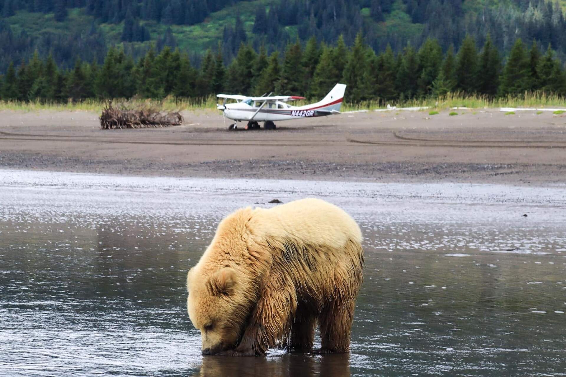 Bear digging for clams in front of a bush plane in Alaska.