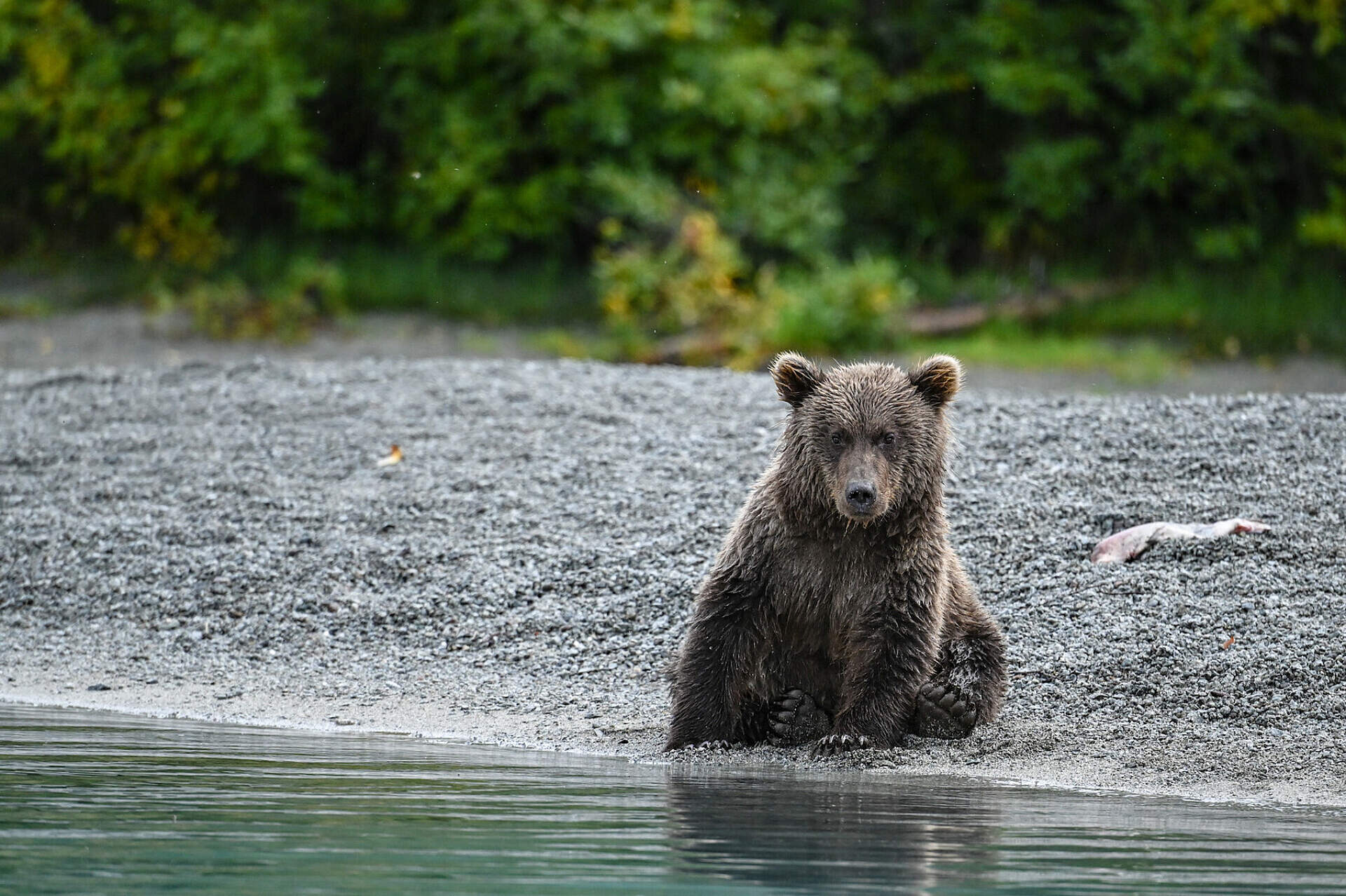 Brown bear sits along the coastline in Alaska.