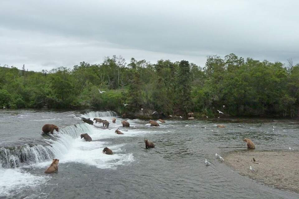 A group of brown bears fish for salmon at Brooks Falls in Alaska.