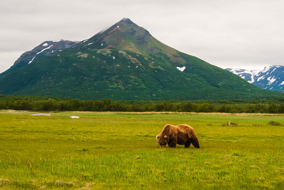 Brown bear grazing in a meadow in Katmai National Park, Alaska.