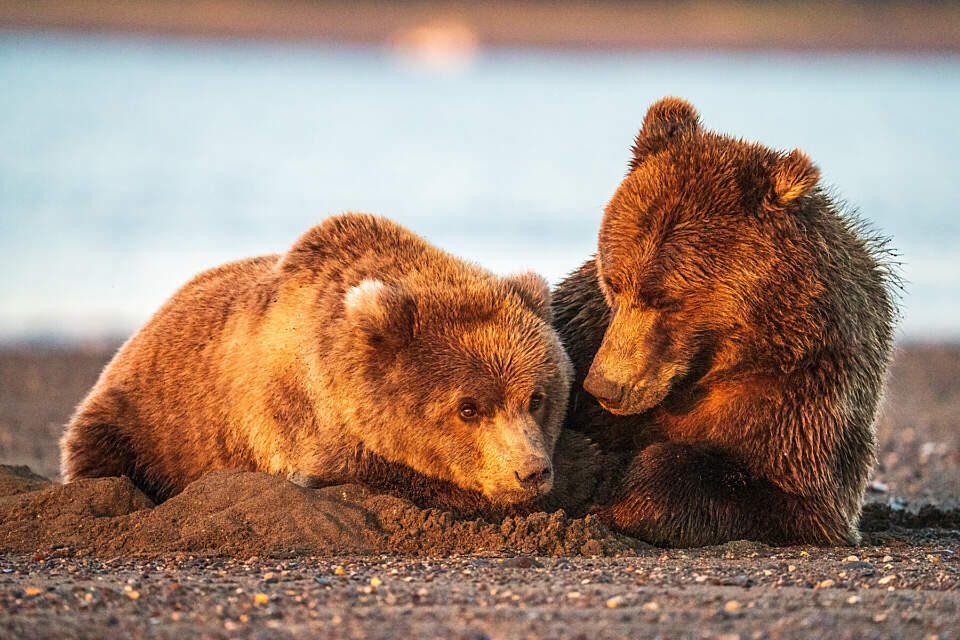 Alaska Bear Viewing Guide