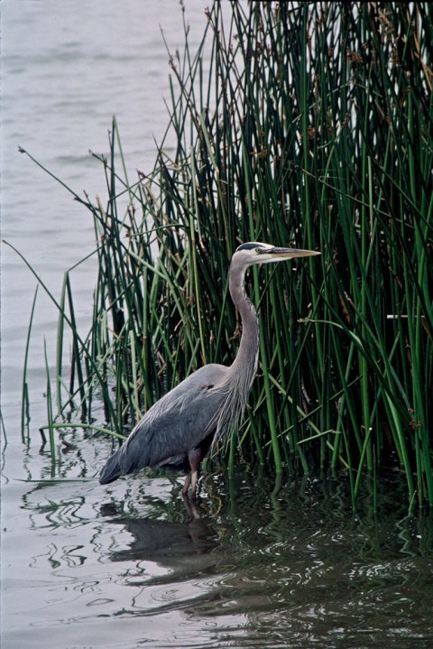 Alaska species birds FWS Lee Karney greatblueheron
